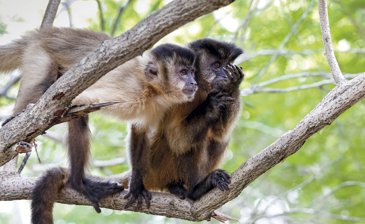 Aparição de macacos em áreas urbanas de Joaçaba acende alerta da Polícia Ambiental