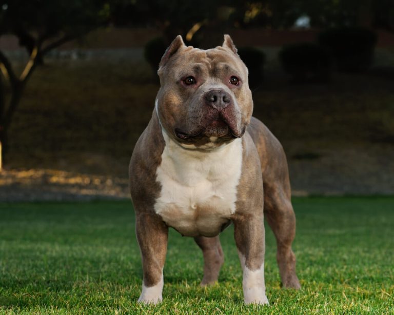 Mulher fica ferida após ataque de pitbull no Oeste