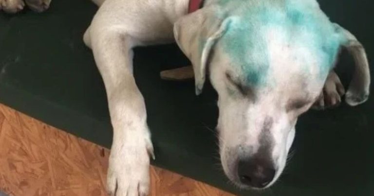 Possível trote universitário com cão comunitário é investigado em SC