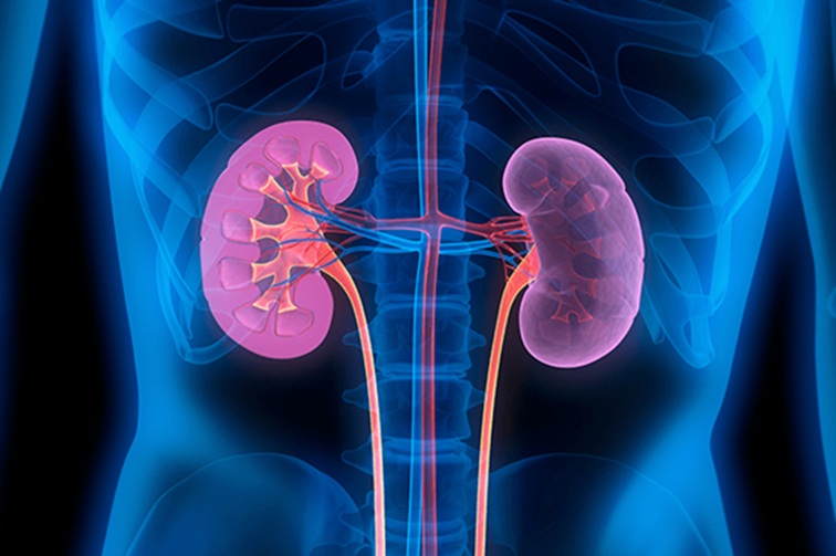 OMS emite alerta e doença renal vira prioridade global