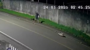 Homem espanca tamanduá-mirim em SC e confessa o crime