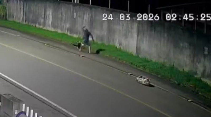 Homem espanca tamanduá-mirim em SC e confessa o crime