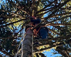 Adolescente sofre choque em pinheiro e é resgatado a 20 metros de altura em SC