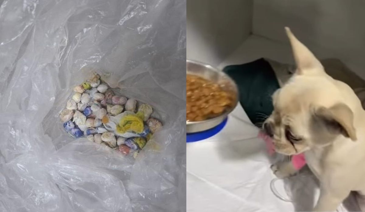 Cachorro passa por cirurgia após ingerir pedras de crack em SC