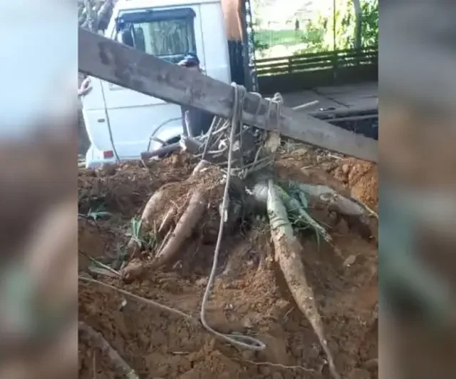 Inacreditável: Família colhe aipim de 84 quilos no quintal de casa em Santa Catarina