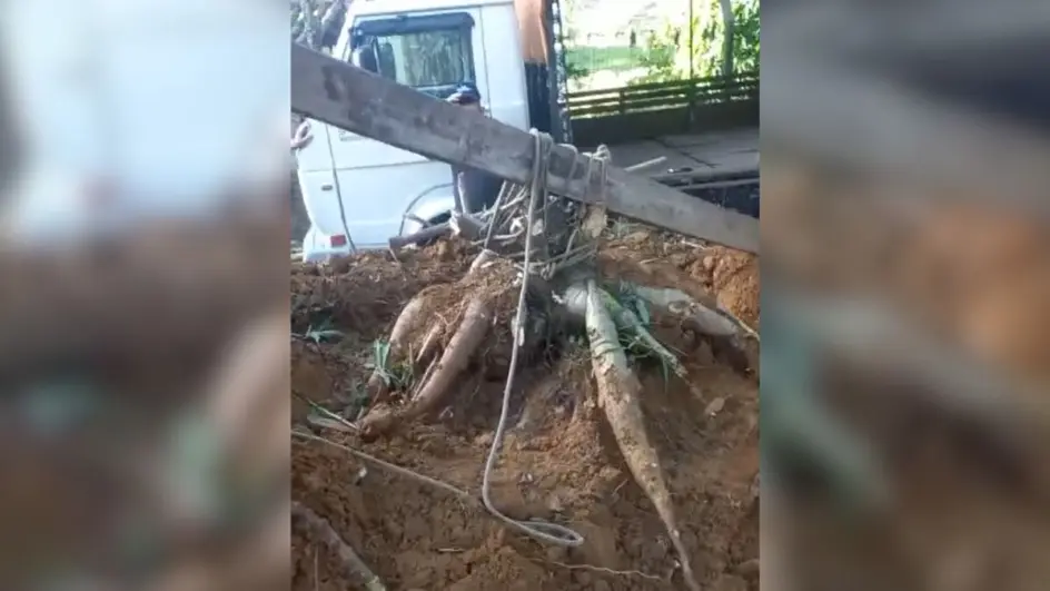 Inacreditável: Família colhe aipim de 84 quilos no quintal de casa em Santa Catarina