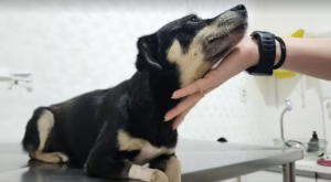 MP denuncia tutor de cadela enterrada viva em SC