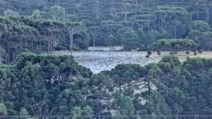 Semana começa com geada em Santa Catarina (fotos)