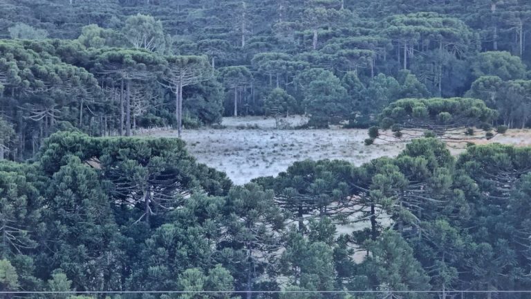 Semana começa com geada em Santa Catarina (fotos)