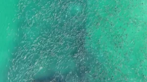 Vídeo: Milhares de tainhas cercam navio naufragado em praia de SC