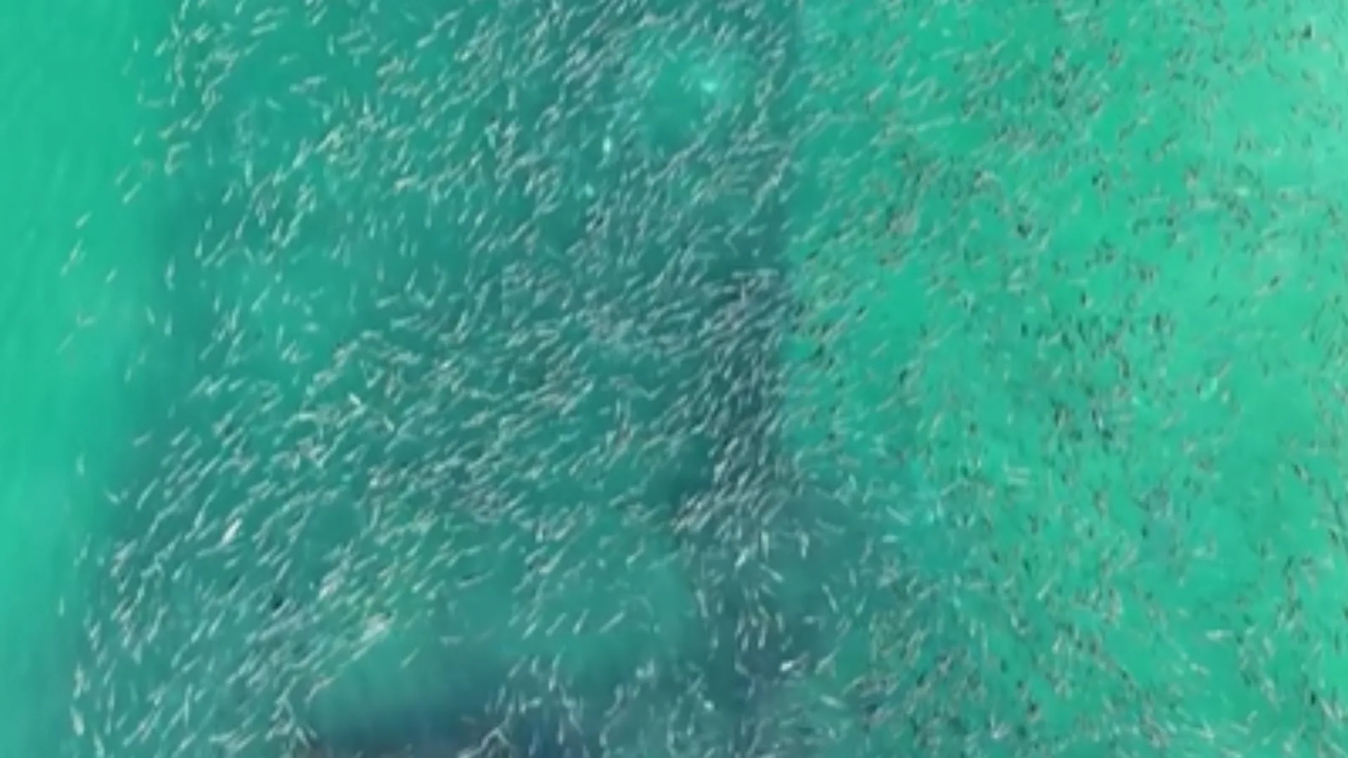 Vídeo: Milhares de tainhas cercam navio naufragado em praia de SC