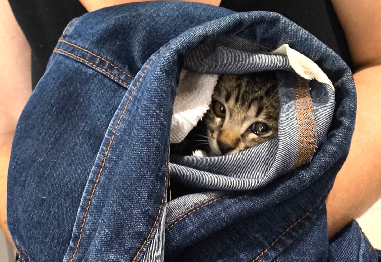 Gatinho é resgatado de motor de carro no Centro de Joaçaba e busca um lar