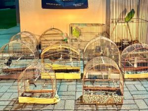 Operação resgata aves silvestres mantidas ilegalmente no interior de Herval d’Oeste