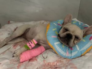 Cão que ingeriu crack tem piora e é levado à UTI em SC