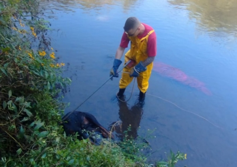 Cão é resgatado de rio em Caçador após ser encontrado amarrado