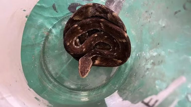 Jararaca dentro de saco de lixo assusta trabalhadores em SC