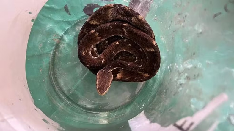 Jararaca dentro de saco de lixo assusta trabalhadores em SC