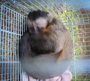 Ibama encerra criadouro irregular de macacos no Oeste