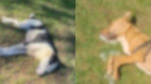 Onda de envenenamento de animais revolta moradores em SC