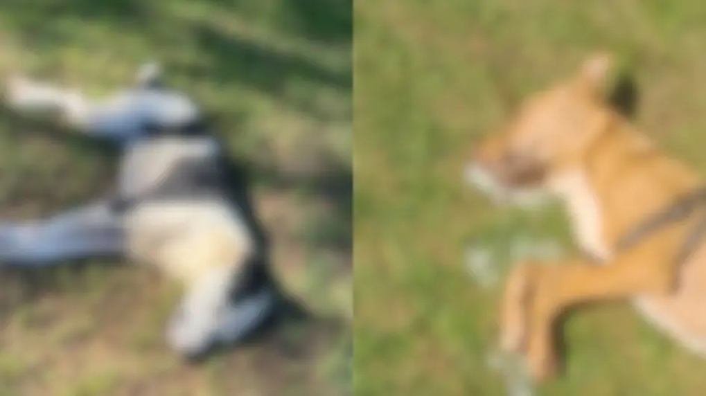 Onda de envenenamento de animais revolta moradores em SC