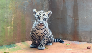 Nasce onça-pintada no Pará em esforço contra extinção