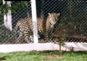 Polícia Ambiental apura imagens de suposta onça-pintada no Oeste