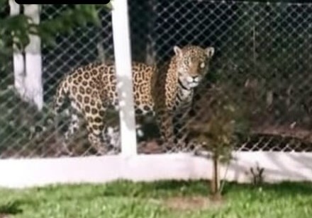 Polícia Ambiental apura imagens de suposta onça-pintada no Oeste