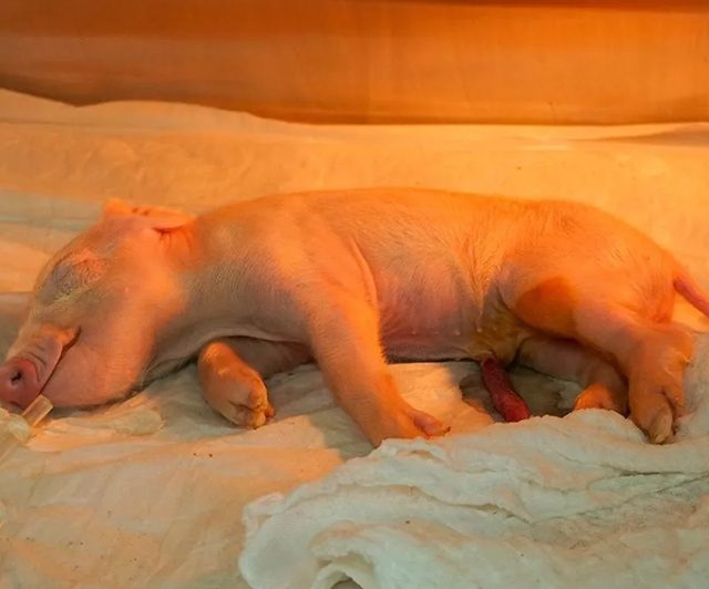 Brasil produz porco clonado com foco em doação de órgãos para o SUS