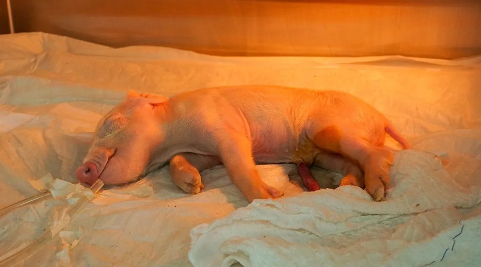 Brasil produz porco clonado com foco em doação de órgãos para o SUS