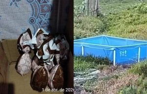 Homem é preso suspeito de exploração sexual de crianças e adolescentes em Timbó Grande