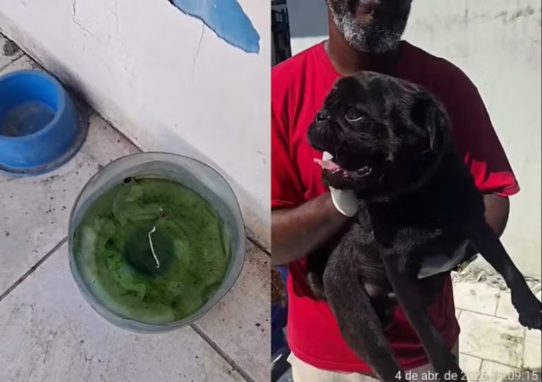 Cão é encontrado morto e outros dois são resgatados sem comida após abandono em casa em SC
