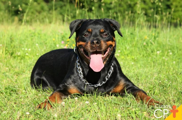 Criança morre após ataque de cachorro em Chapecó