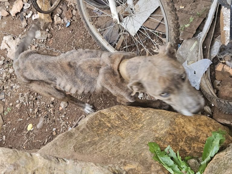 Cenas chocantes: 5 cães em situação extrema de maus-tratos são resgatados em Capinzal