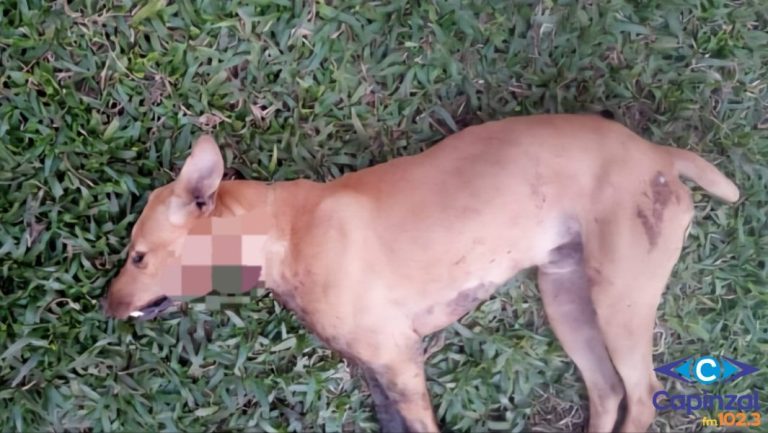 Cachorro é morto por possível ataque com faca no interior de Ouro