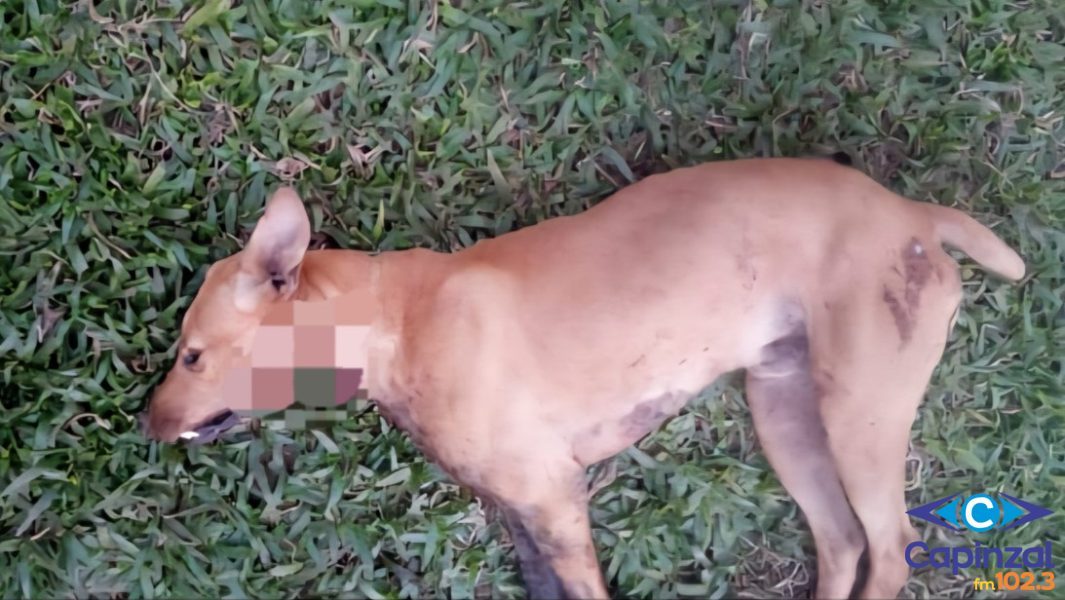 Cachorro é morto por possível ataque com faca no interior de Ouro