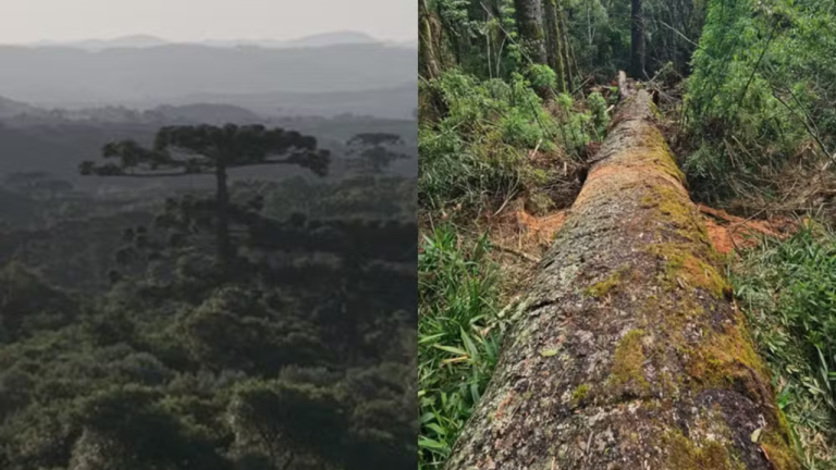 Queda da 4ª maior araucária do Brasil em SC vira esperança para clonagem da espécie