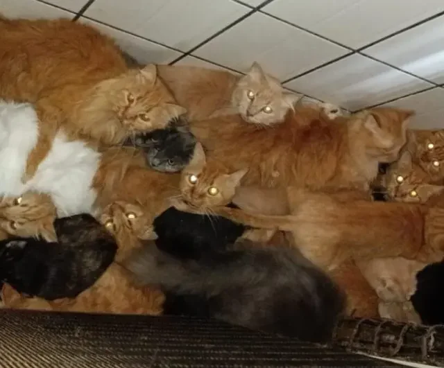 Gatos doentes e insalubridade adiam resgate de 400 felinos em Concórdia