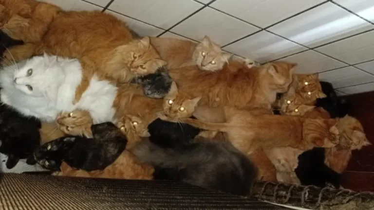 Gatos doentes e insalubridade adiam resgate de 400 felinos em Concórdia