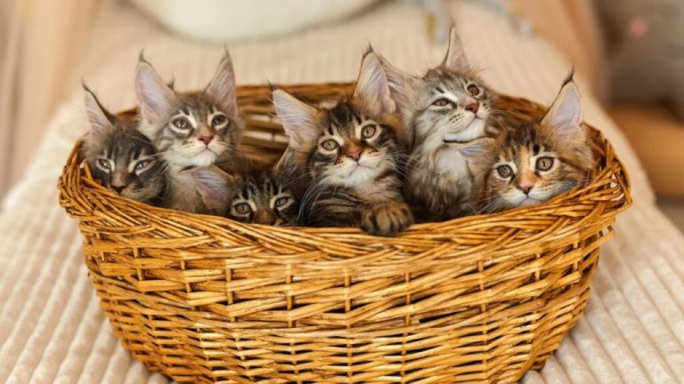 MPSC divulga mais detalhes sobre retirada de mais de 400 gatos de imóvel em Concórdia