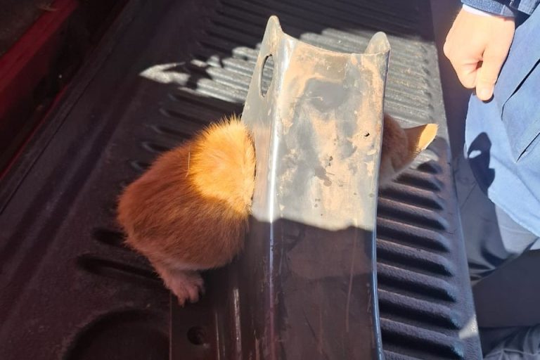 Vídeo! Bombeiros cortam peça de ferro para salvar filhote de gato preso em Chapecó