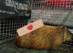 Após duas horas, capivara ferida é resgatada em Fraiburgo