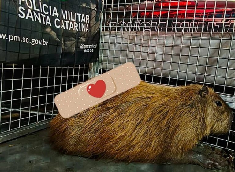 Após duas horas, capivara ferida é resgatada em Fraiburgo