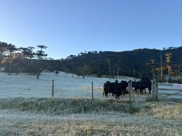 Congelante: SC amanhece com temperaturas negativas em 13 cidades, incluindo na região de Joaçaba