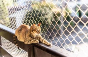 Prefeitura de Concórdia inicia retirada de cerca de 400 gatos de apartamento
