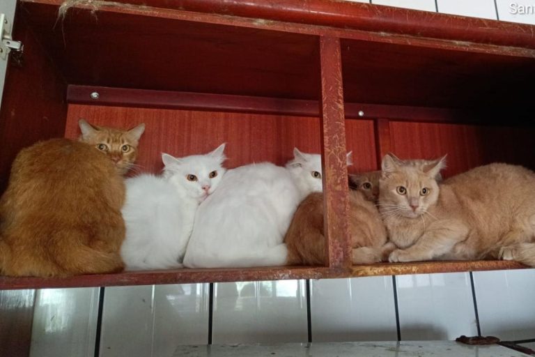 400 gatos: Prefeitura de Concórdia contrata clínicas, mas vai pedir ressarcimento à tutora