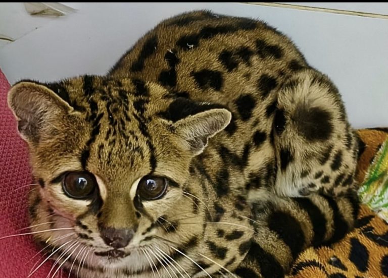 Gato-maracajá com suspeita de atropelamento é resgatado na região