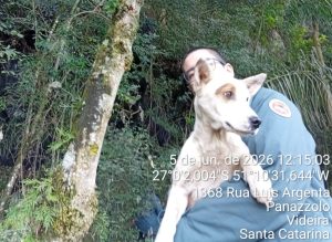 Bombeiros resgatam cão preso há quatro dias em penhasco de Videira