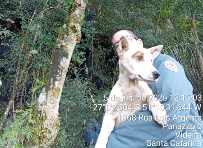 Bombeiros resgatam cão preso há quatro dias em penhasco de Videira