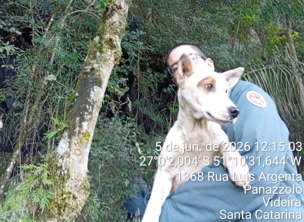 Bombeiros resgatam cão preso há quatro dias em penhasco de Videira