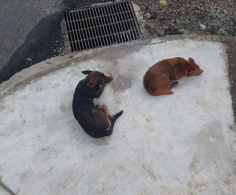 Perigo na rua: Cães de grande porte abandonados assustam moradores